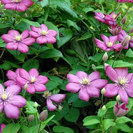 With 1 Bedroom Dom wakacyjny *